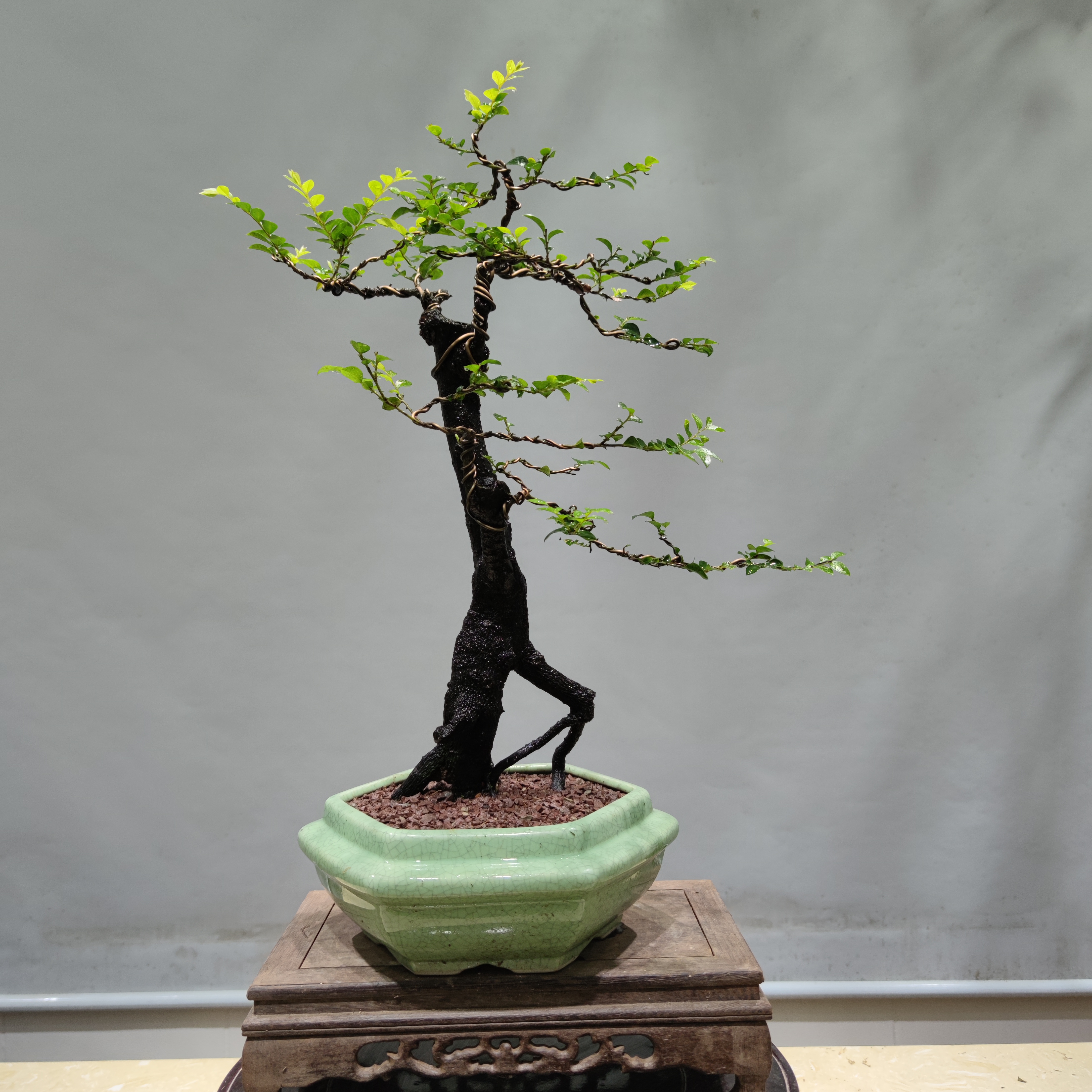 惠景园精品老桩黑骨茶盆景
