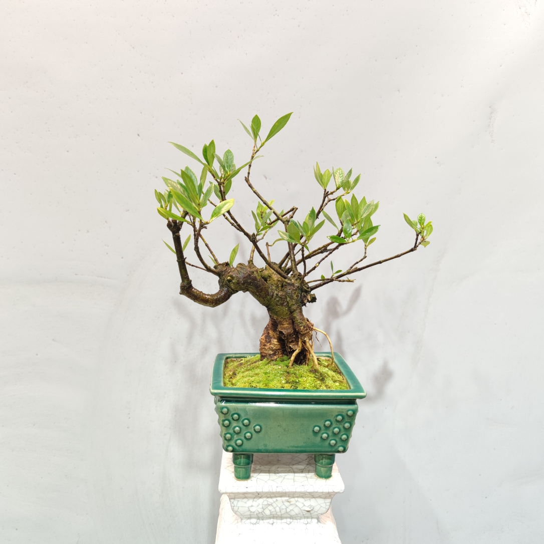 惠景园精品老桩海岛栀子花盆景