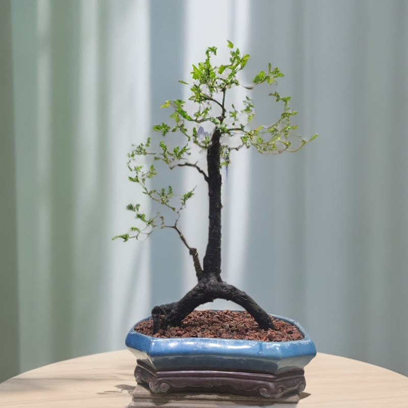 惠景园精品老桩黑骨茶盆景