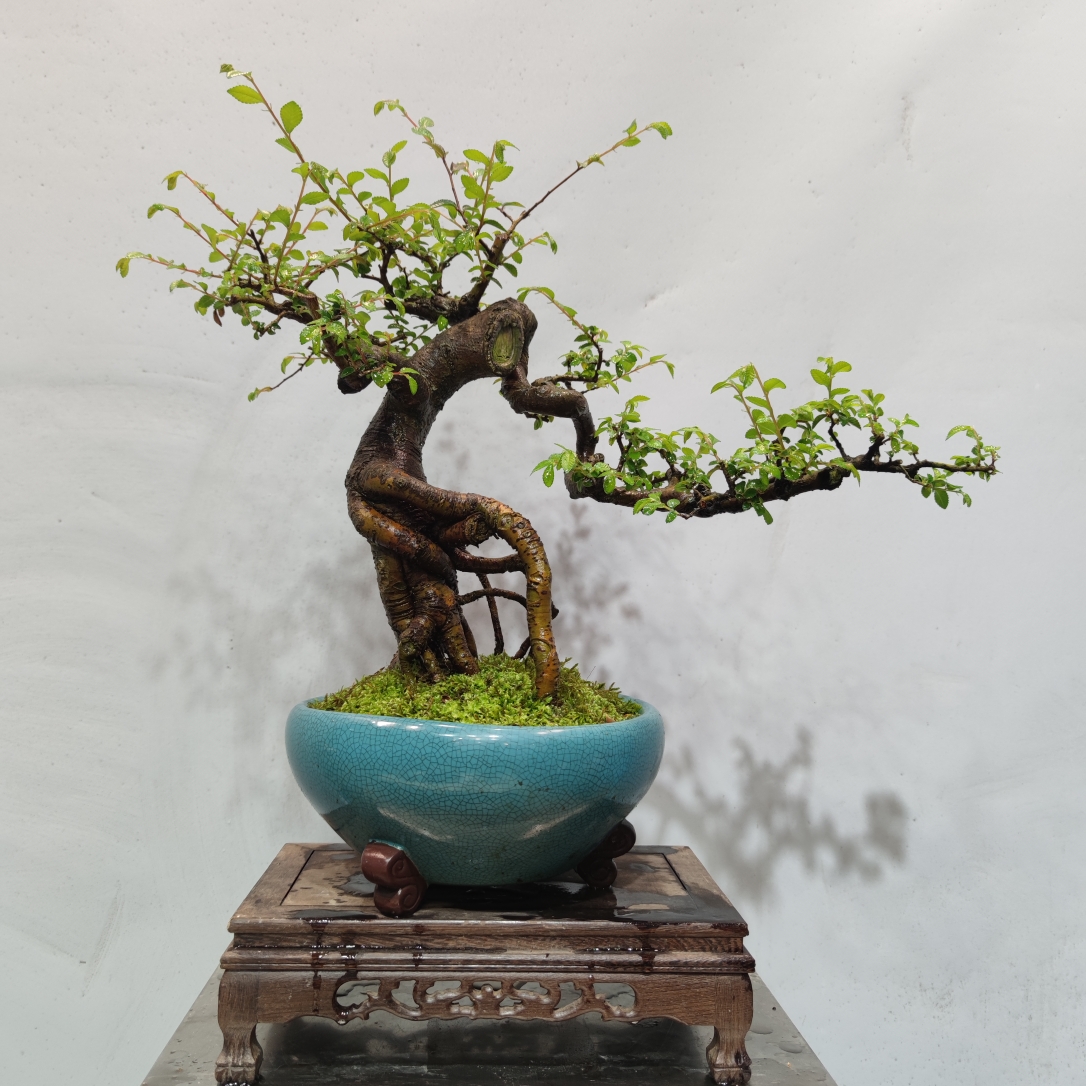 惠景园精品老桩小叶榔榆盆景