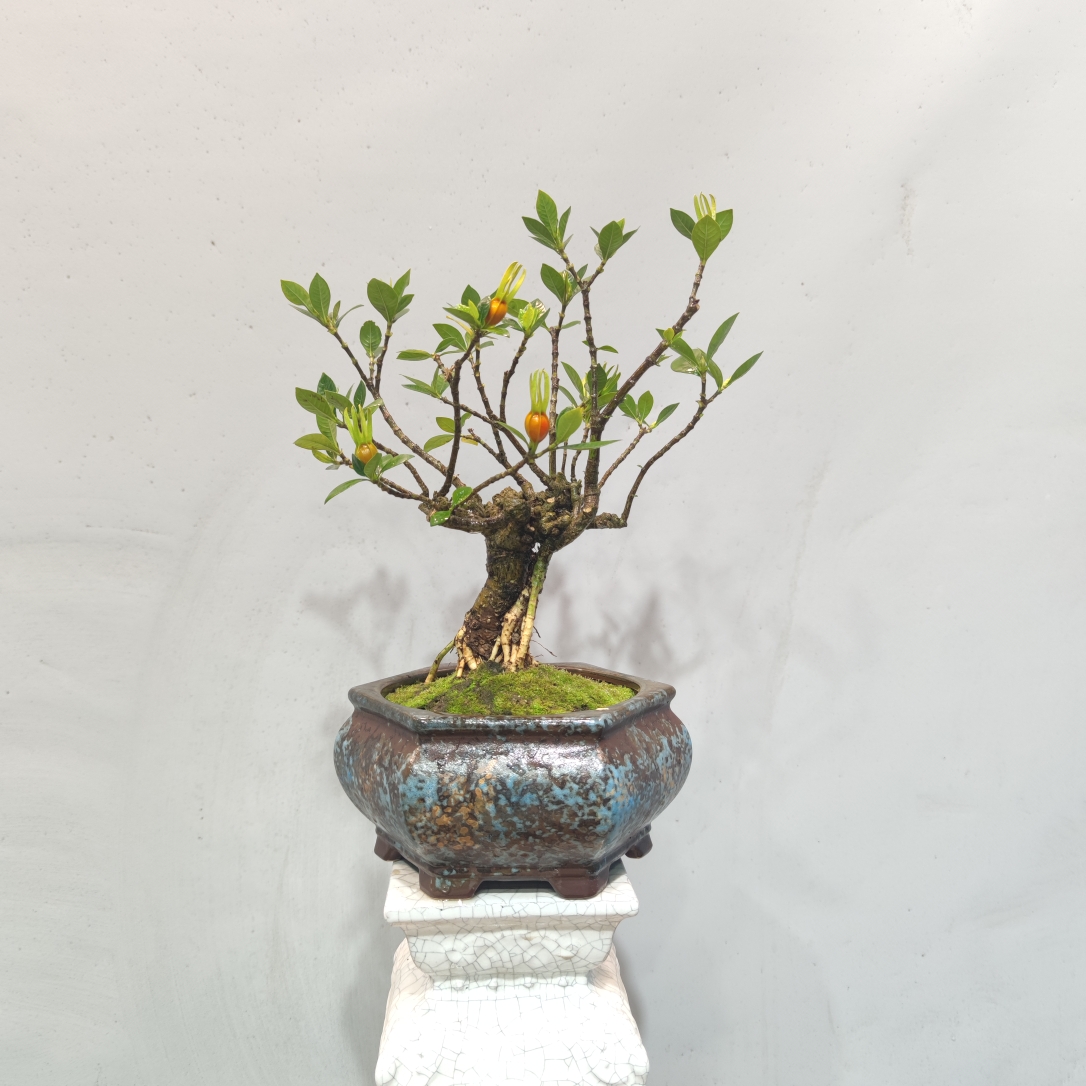 惠景园老桩海岛栀子花盆景