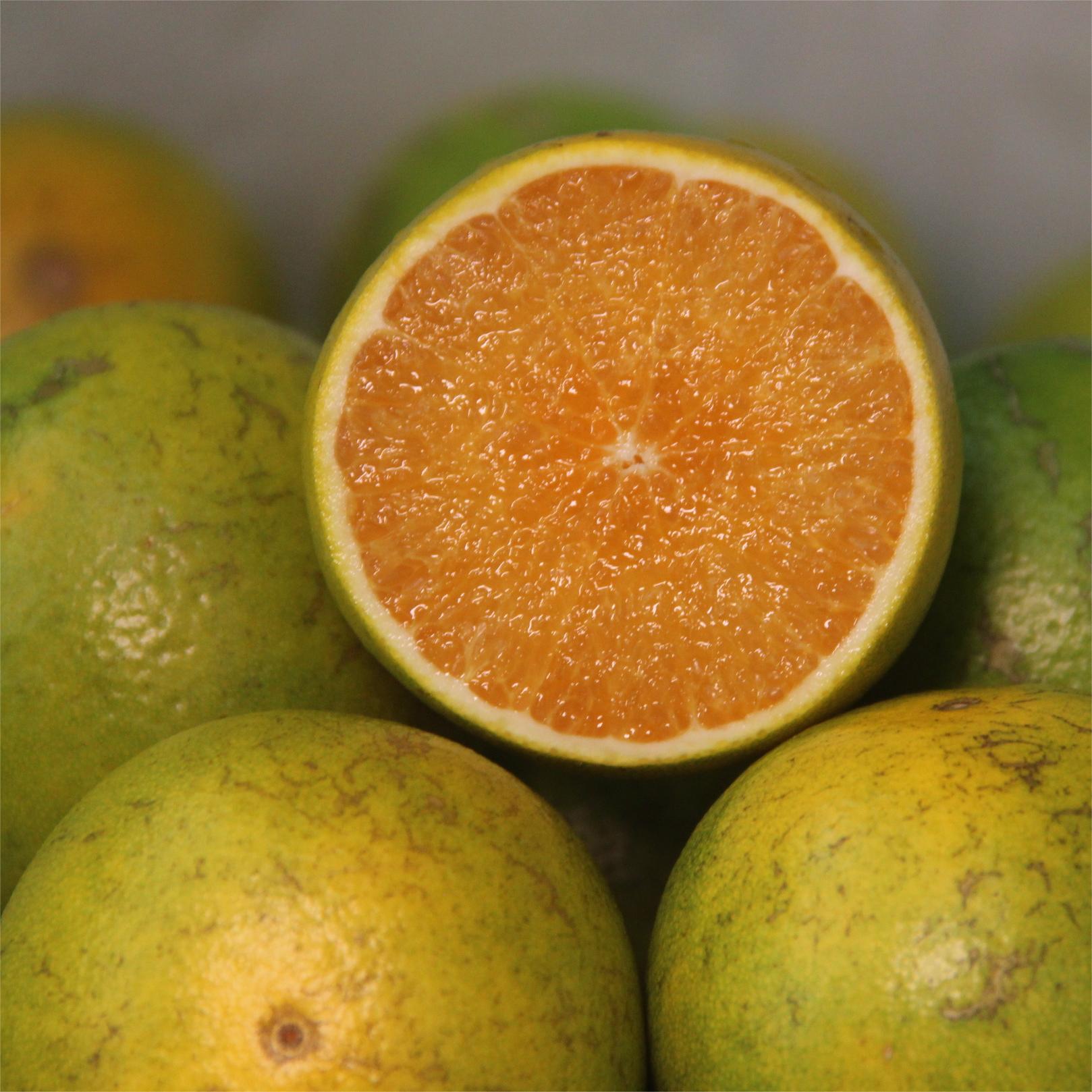 qixianying/七仙影海南绿橙5斤装10斤装 花皮果 