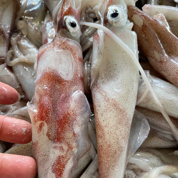 【冰冻】宁波  灯光围网鱿鱼 3斤/份