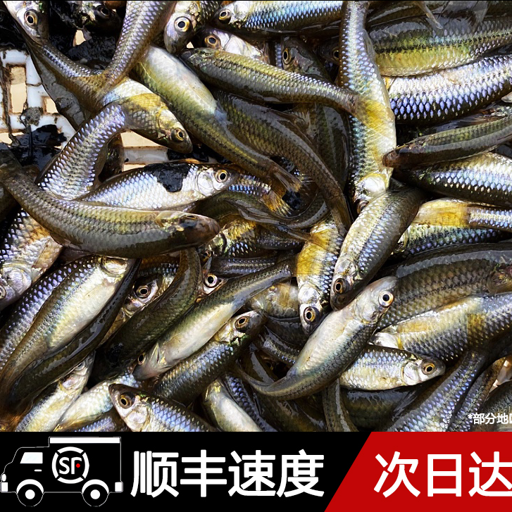 饲料鱼活鱼杂鱼麦穗鱼小鱼开口饲料鱼淡水水族包活渔场直供耐活