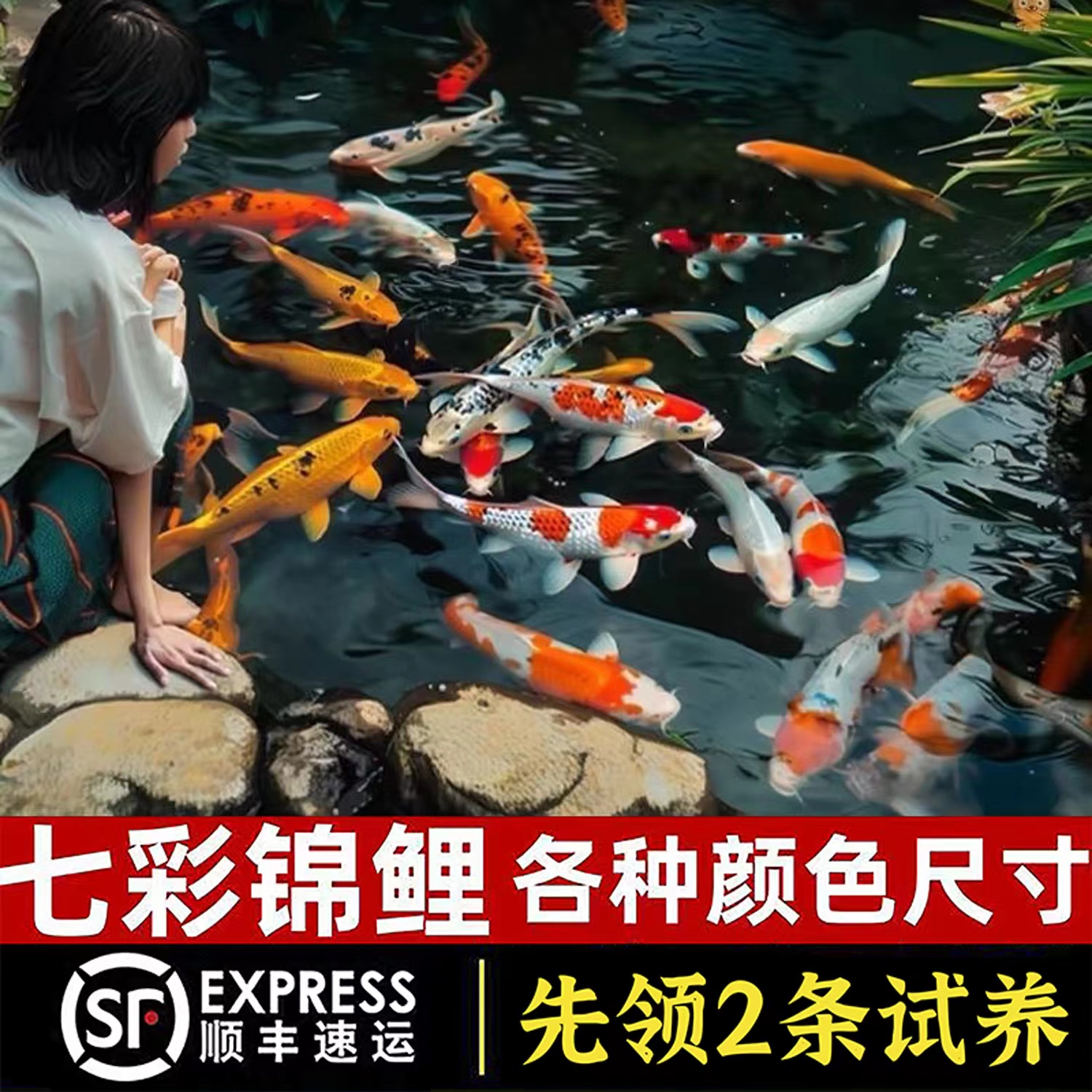 宠物观赏鱼锦鲤鱼大鱼小鱼淡水水族渔场直供包活耐活批发优质锦鲤