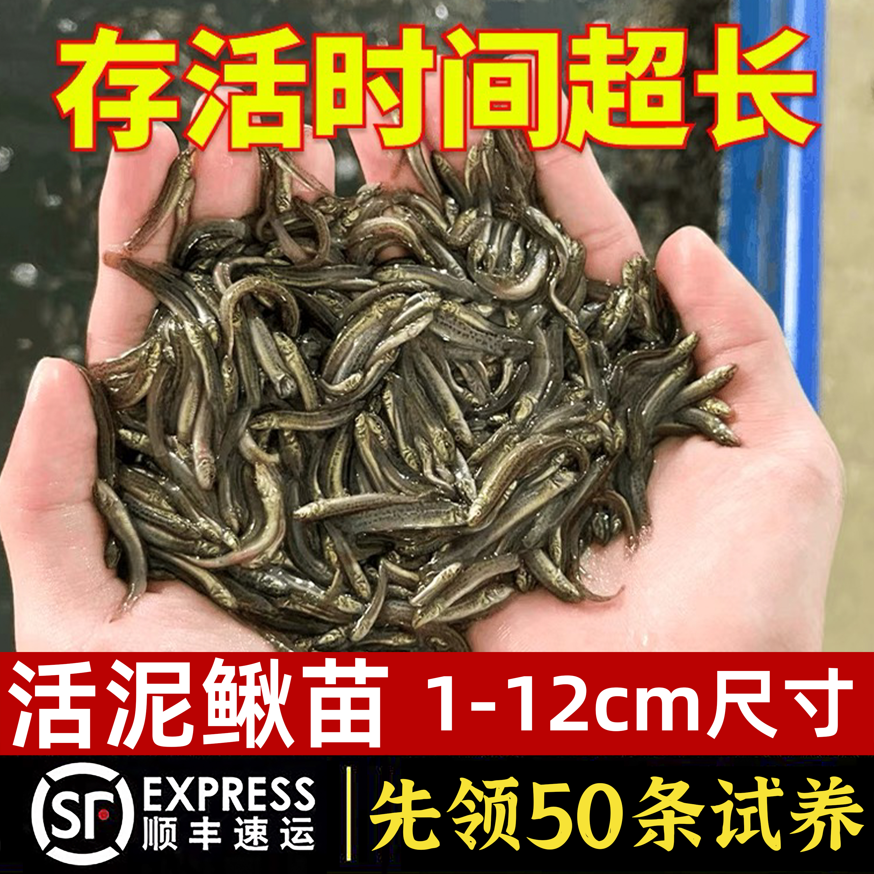 泥鳅钓鱼本地青鳅金鳅鲜活筏钓鱼养殖淡水乌龟龙鱼宠物饲料
