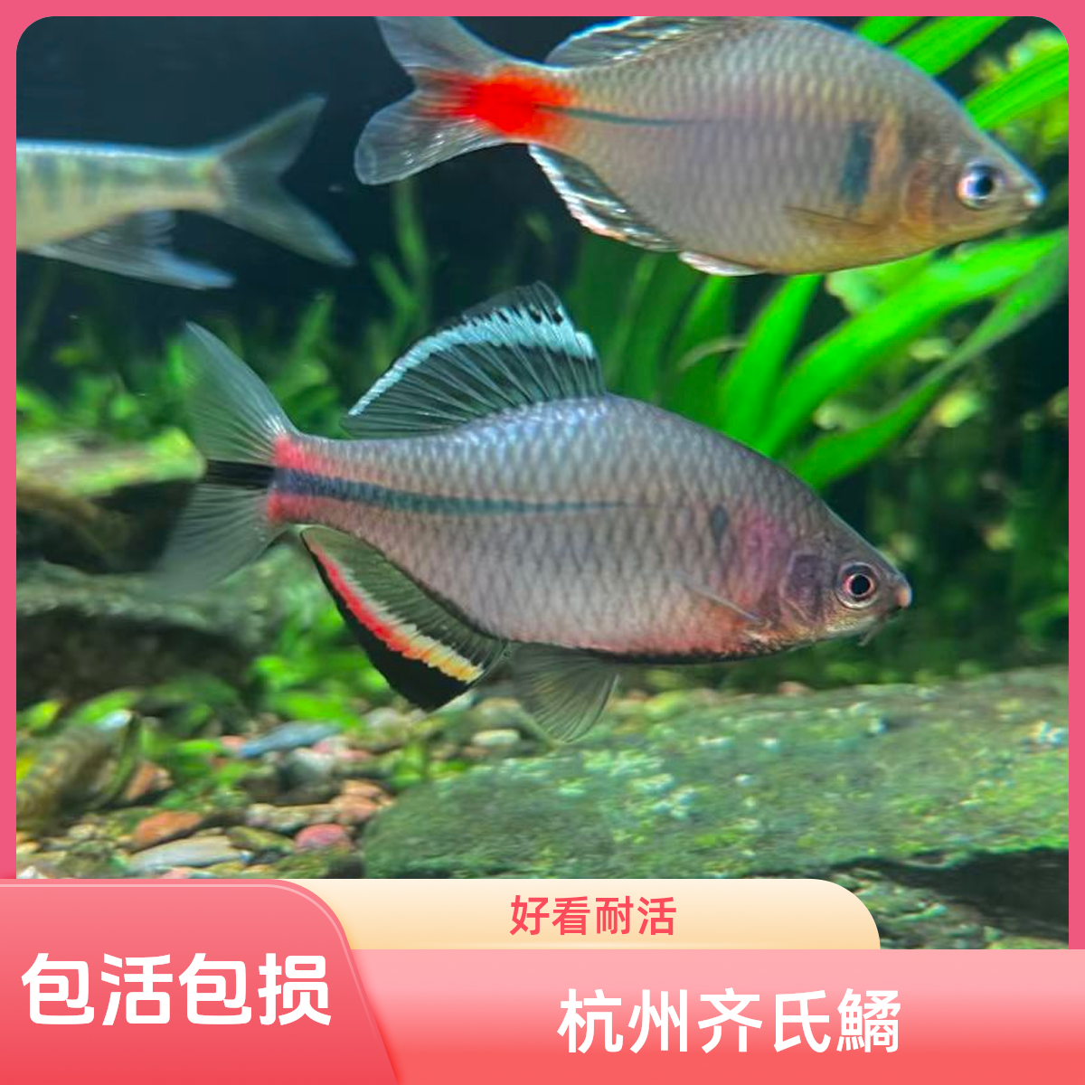 杭州齐氏鱊鳑鲏溪流原生鱼广温淡水彩虹观赏鱼