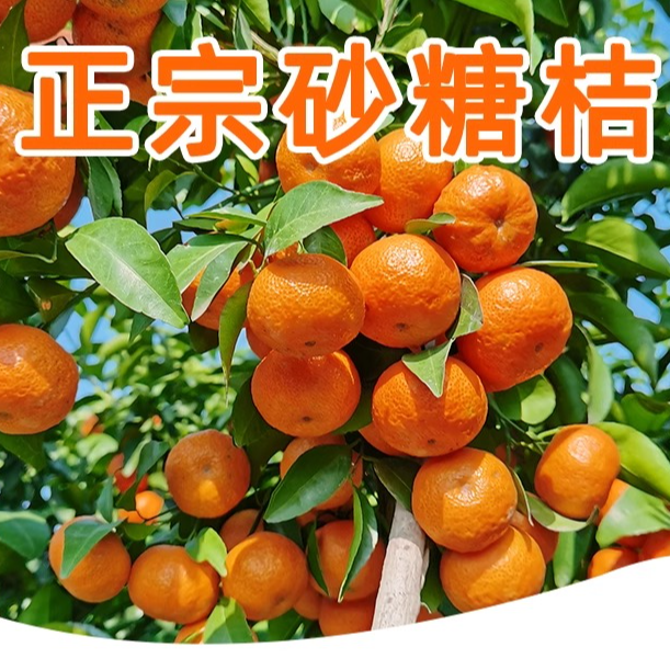 正宗广西砂糖橘新鲜当季整箱水果橘子鲜果无籽砂糖桔蜜桔柑橘包邮