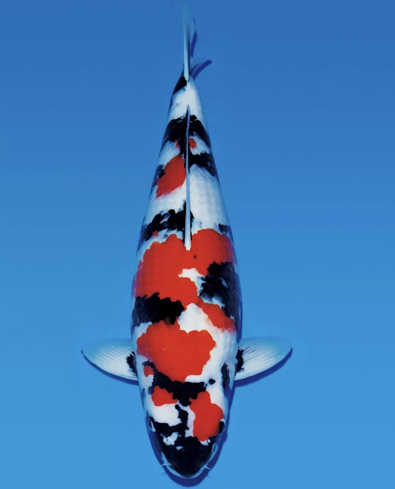 山十二锦鲤    拍品1号