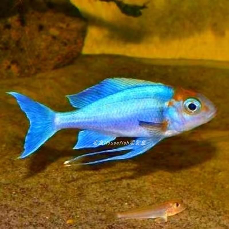 【水下洛神】蓝帝提灯 坦湖三湖慈鲷观赏鱼小型热带鱼淡水群游鱼