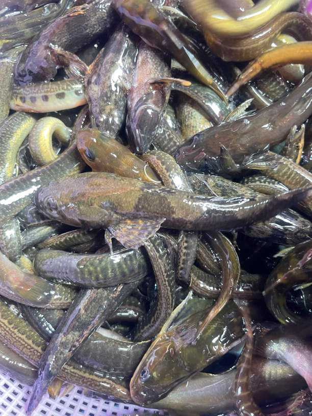 大山原生溪流小杂鱼河虾中通京东包邮到家