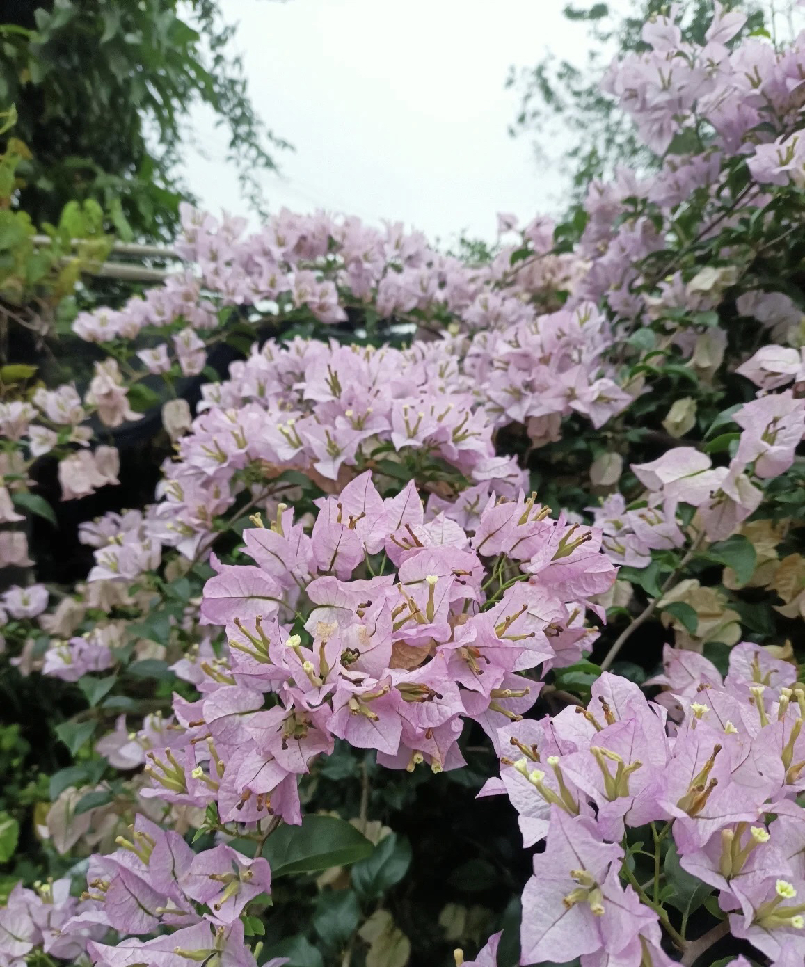 盆景三角梅四季循环开花
