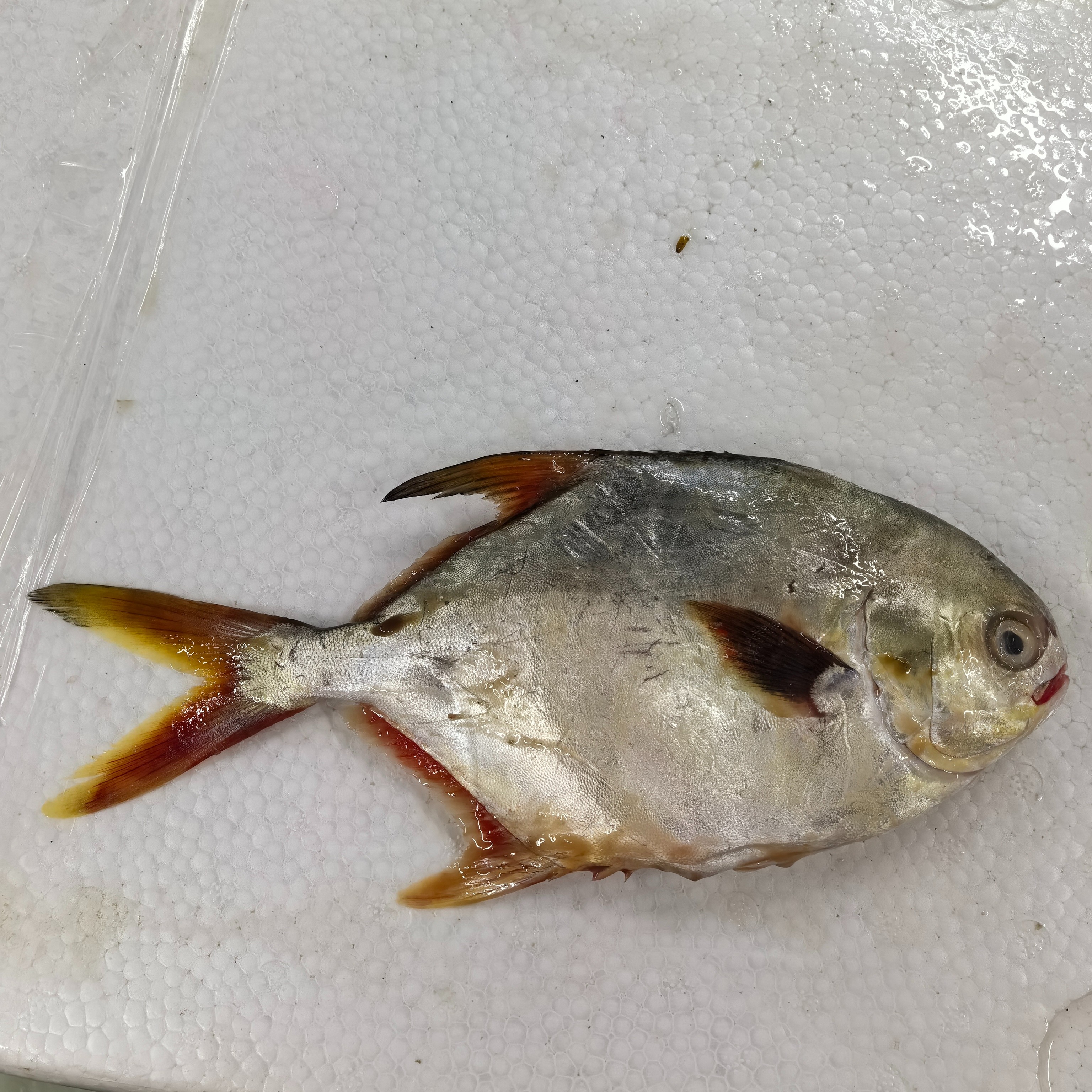金鲳鱼仓山区发货