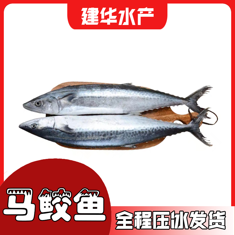 3-5斤马鲛鱼压冰发货福州市区内2-3小时达【福州仓山发货】