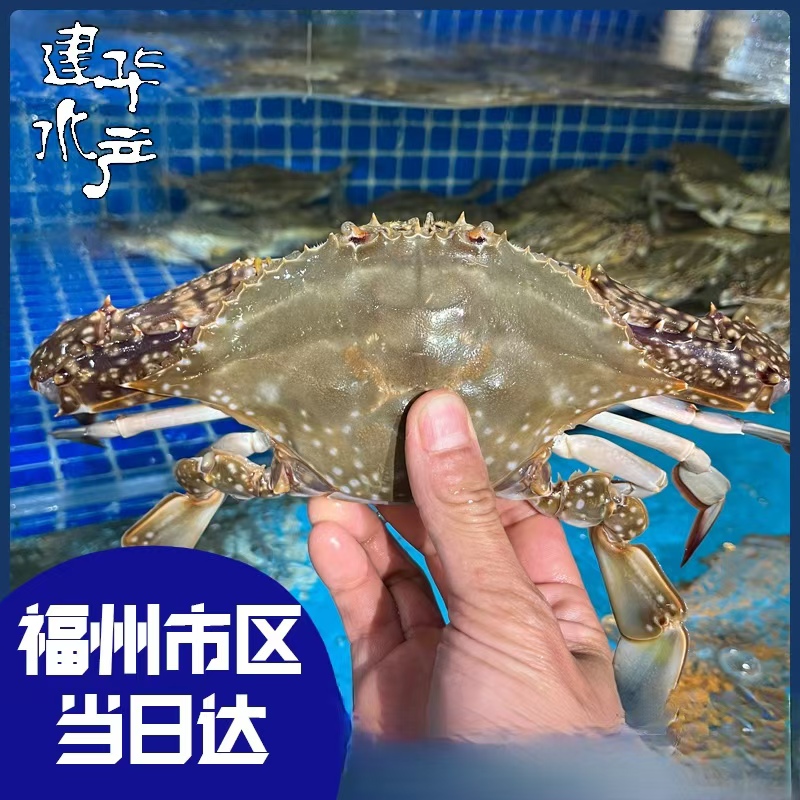 【保鲜不保活】福州冰鲜梭子蟹3斤10-20只（单只1-3两）【福建省内拍】