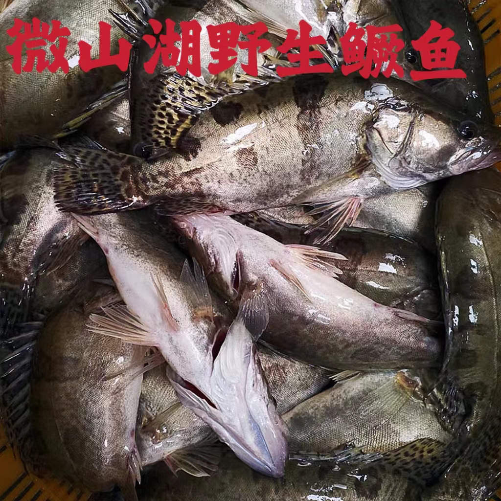微山湖野生季花鳜鱼桂鱼鳌花（顺丰包邮）