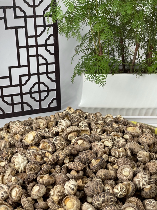 小曾甄选  小花菇  【s279鱼胶】