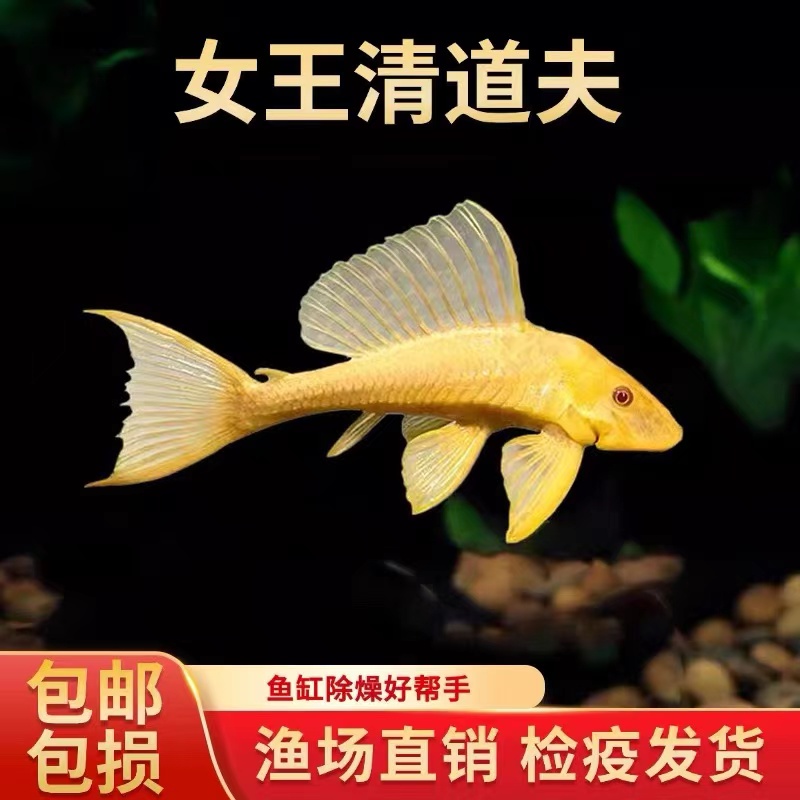 【清道夫】黑色清道夫金色红眼女王清道夫好养清理鱼缸除藻