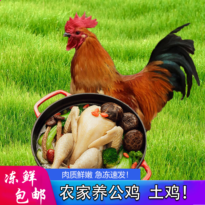 农家散养公鸡  拍1发2 土鸡柴鸡 顺丰冷链 新鲜现杀 2只共重约4斤