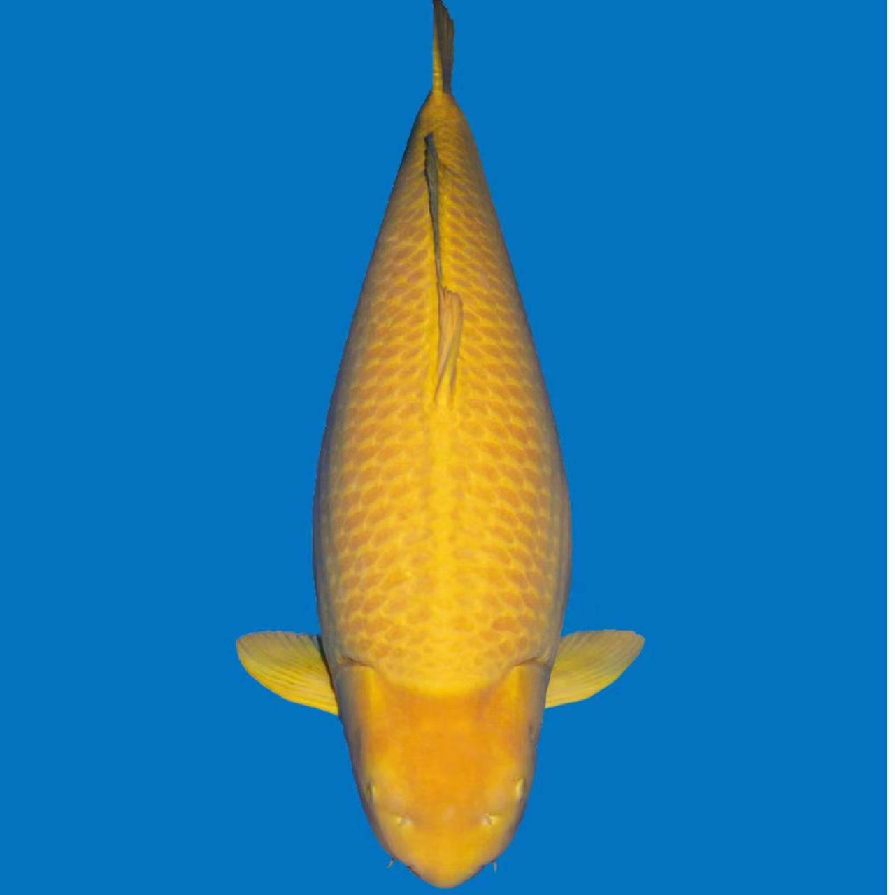 红白火鲤锦鲤鱼包邮有瑕练手鱼