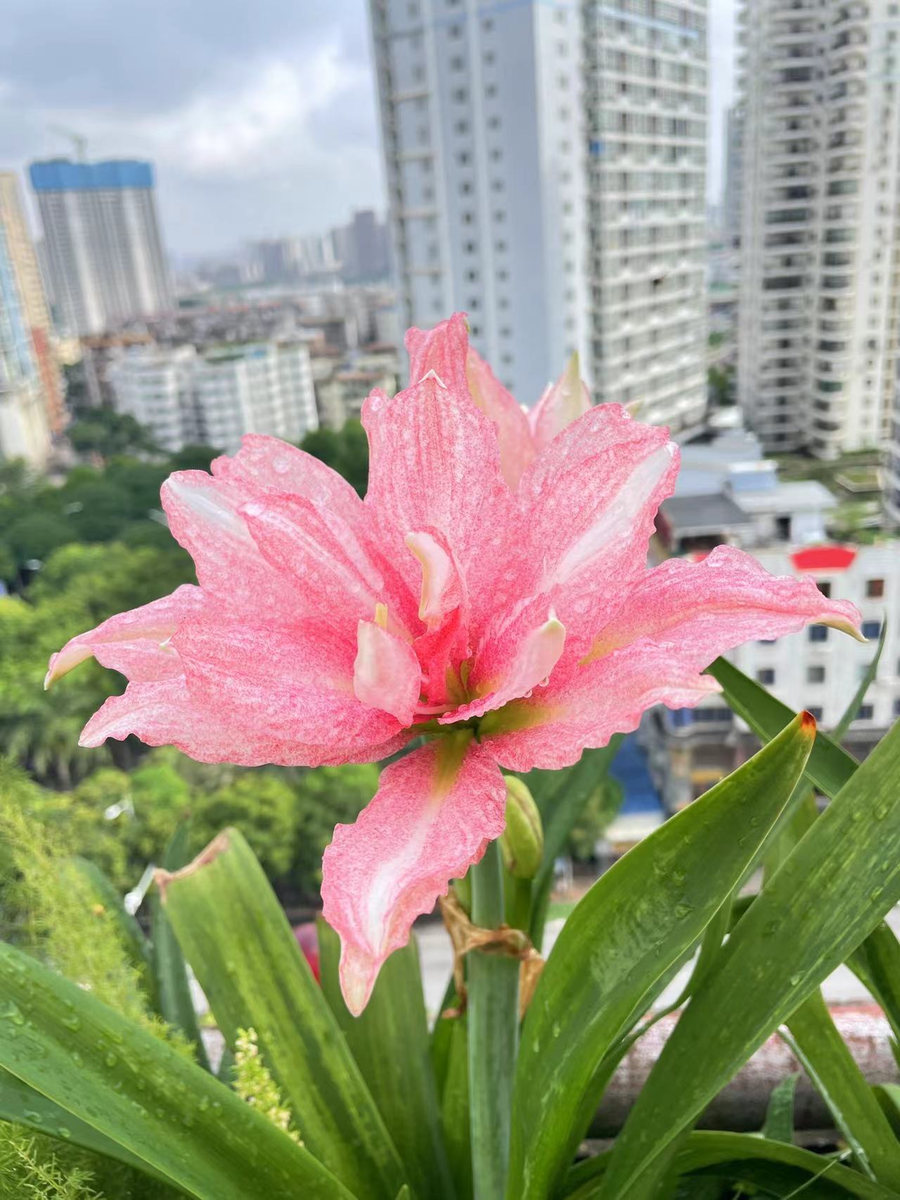 【气质美女】 包邮 二胖花园   朱顶红种球 自然球