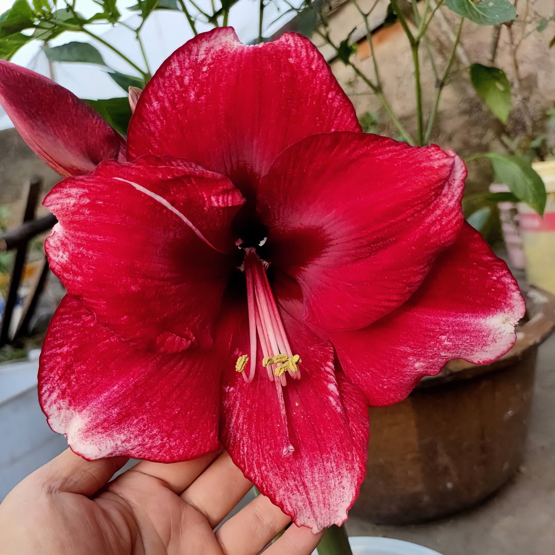 【达芙妮】 包邮 二胖花园 朱顶红种球