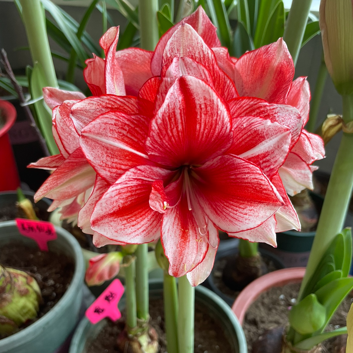 【鬼魅】包邮 朱顶红种球 开花球