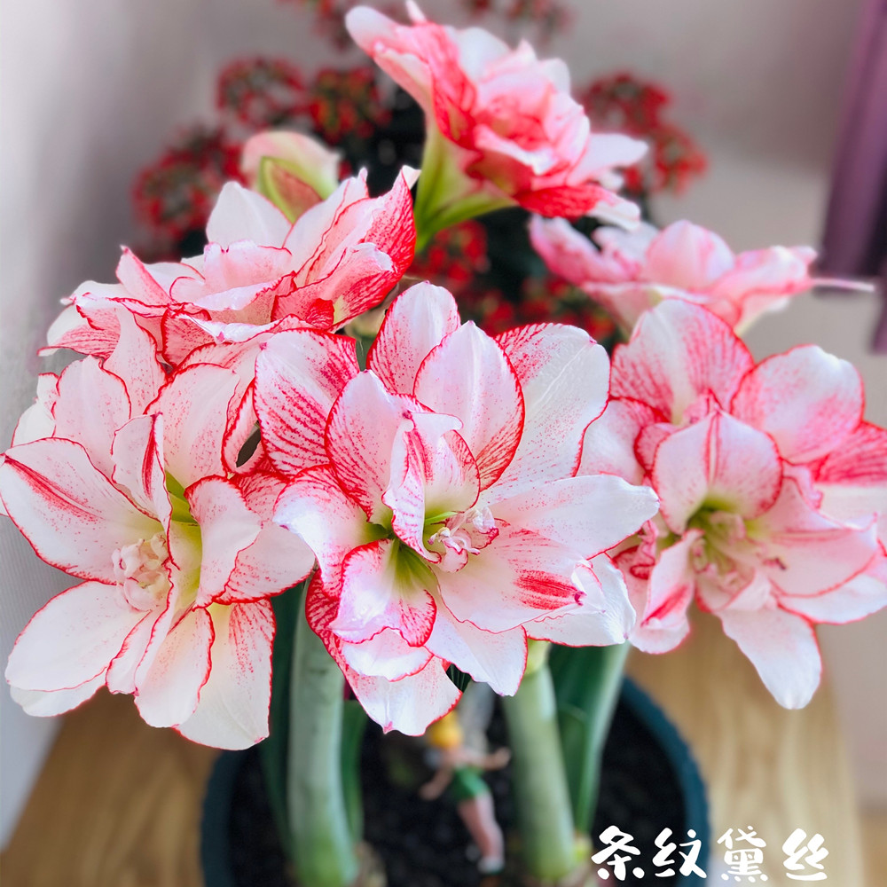 【条纹黛丝】 包邮 二胖花园 朱顶红种球 自然球