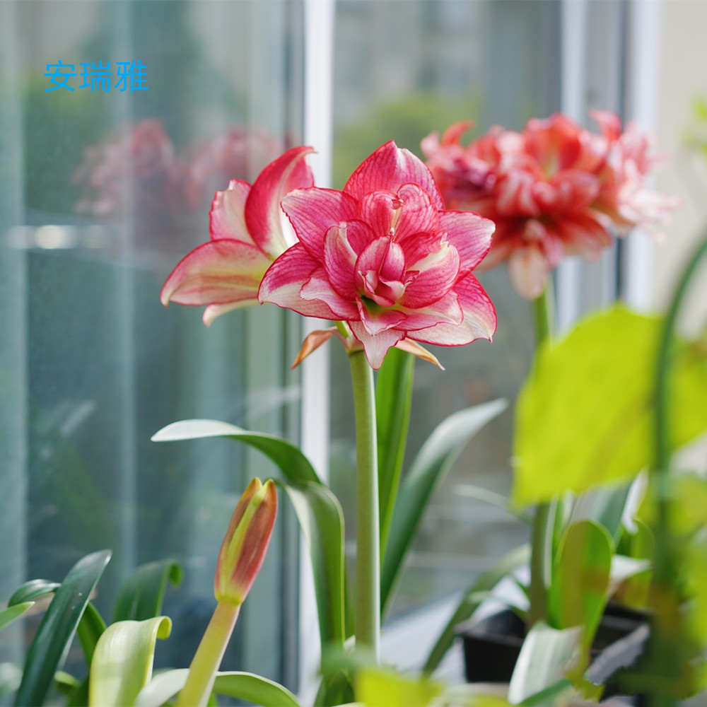 【安瑞雅】 包邮 二胖花园   朱顶红种球