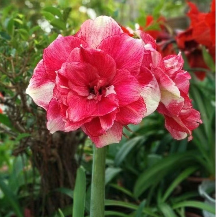 【汤姆】  包邮 朱顶红种球  自然球