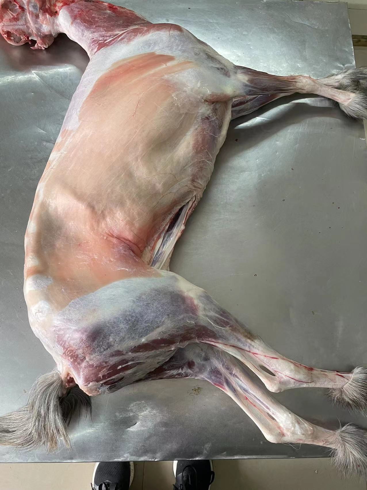 菏泽鲁西南本地散养整只青山羊20到50斤