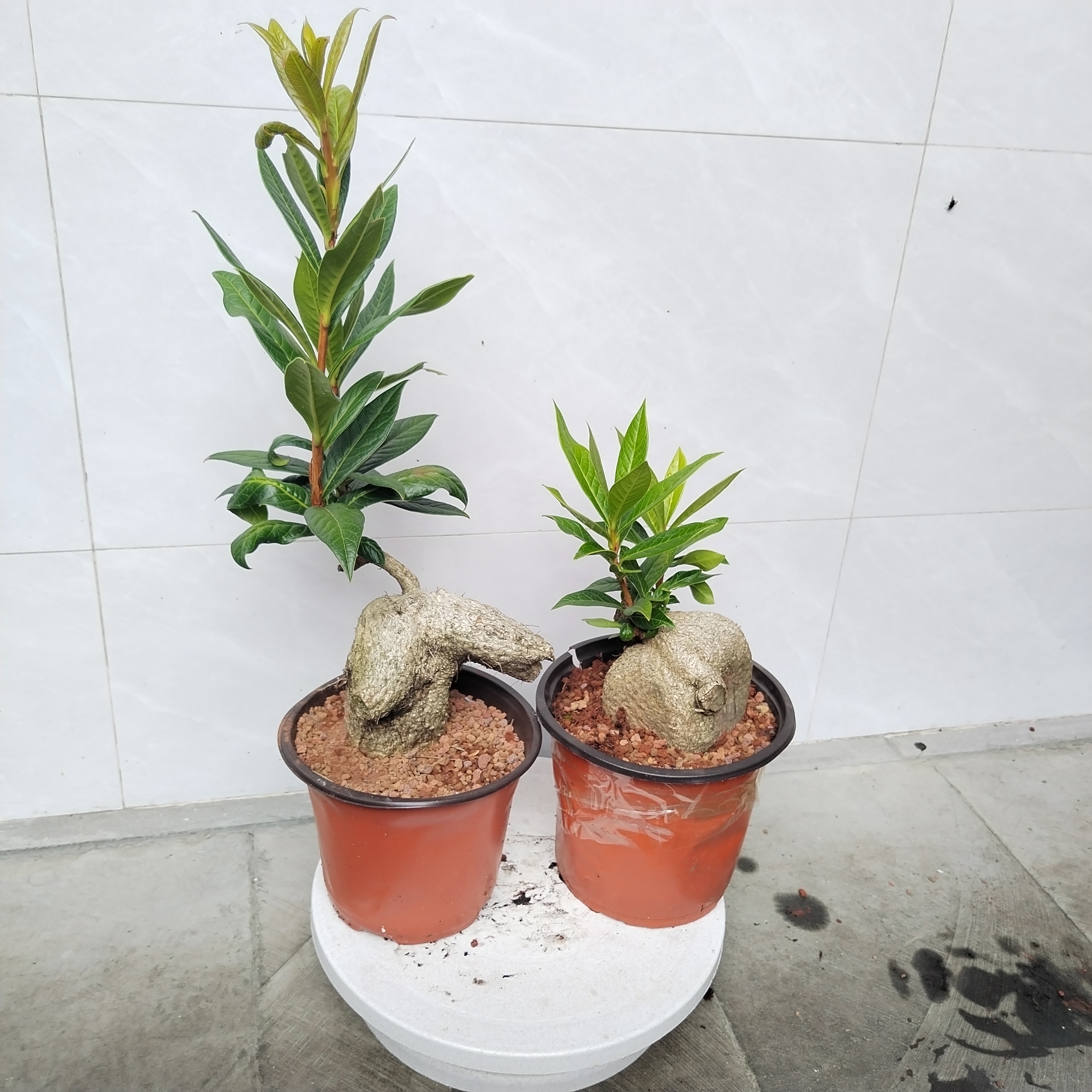 云南大叶树萝卜、四季常青，赏茎赏叶，赏花赏果，一物一拍，随机发货