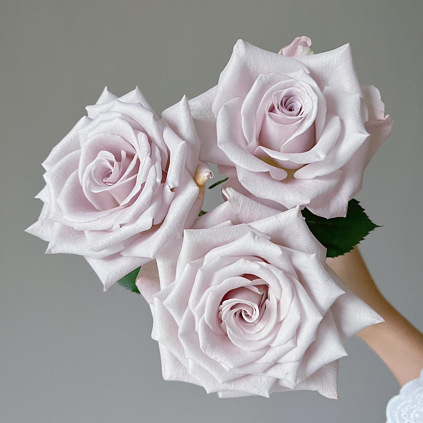 【梯田帮】曼塔单头玫瑰基地直发鲜切花任意两单或以上包邮