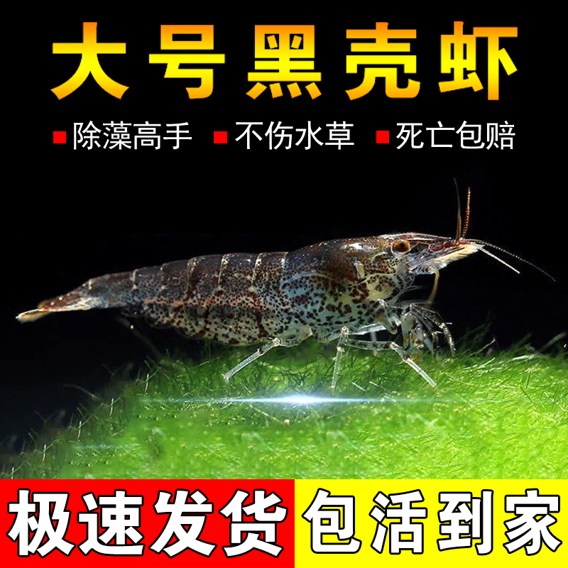 黑壳虾鱼缸水草清洁除藻工具超大观赏米虾宠物现货饲料淡水族造景