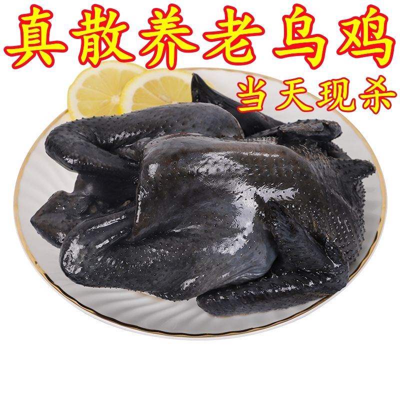 【年货】老乌鸡活鸡 现杀乌骨鸡乌鸡整只老母鸡土鸡农家散养乌鸡