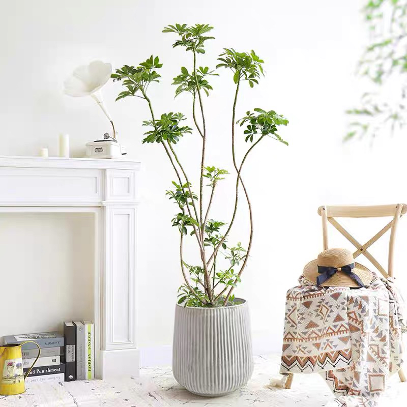 鸭脚木八方来财大型绿植办公室室内盆栽绿植