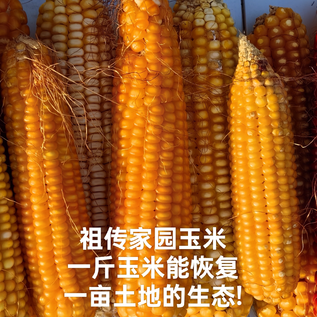 祖传家园玉米（十年以上生态地，按神农思想浅耕3cm种植，自留种6年）
