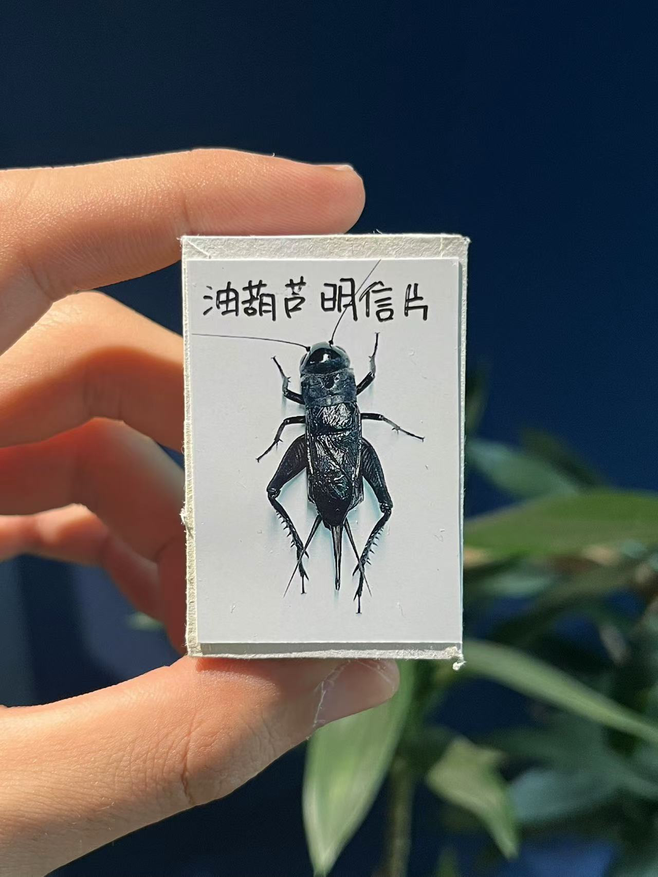 老虎科普好物·油葫芦明信片包装盒四个