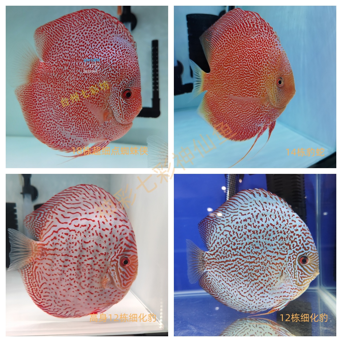 七彩神仙鱼品种精选和包缸咨询链接