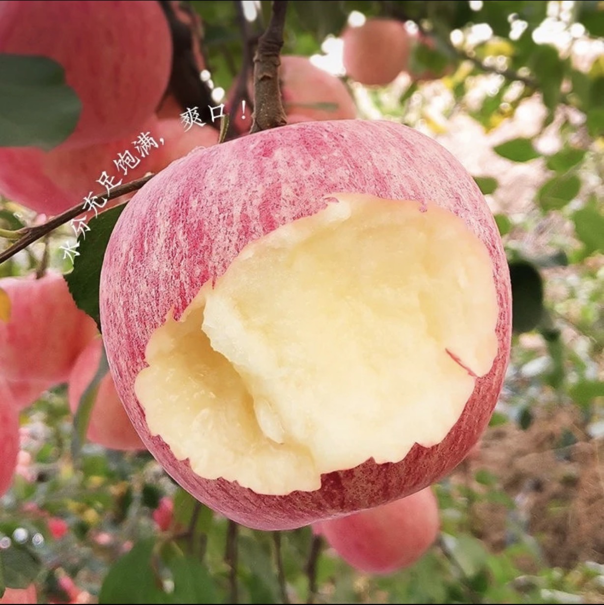 苹果好吃的大苹果