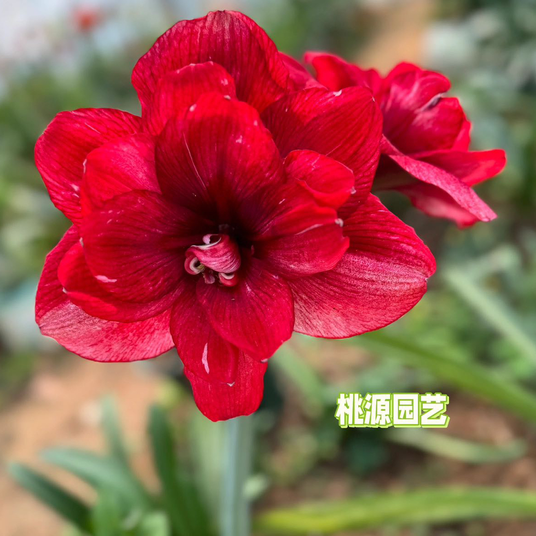 【澳朱】笑脸/幻蝶/往事如烟（昨日重现）朱顶红 种球