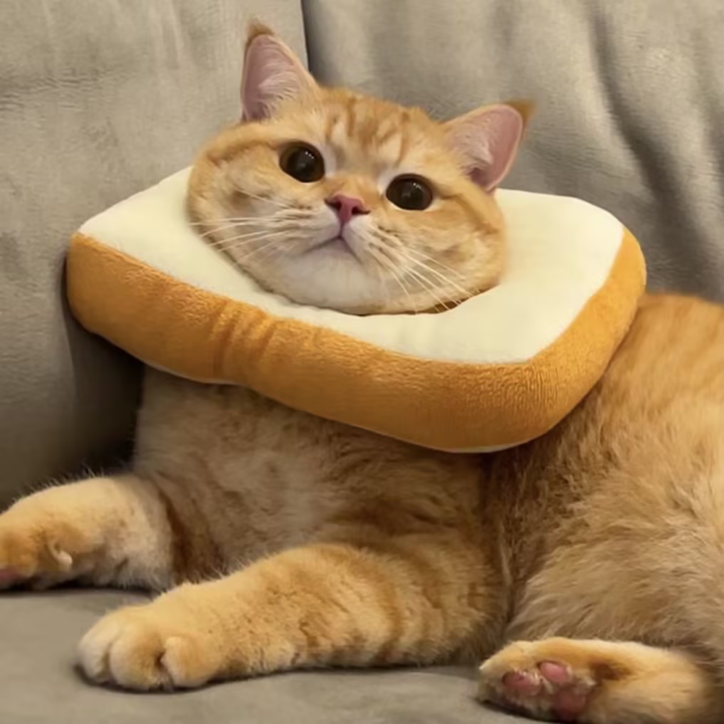 伊丽莎白圈网红款猫咪项圈防抓防舔吐司头套狗狗项圈可爱猫脖圈