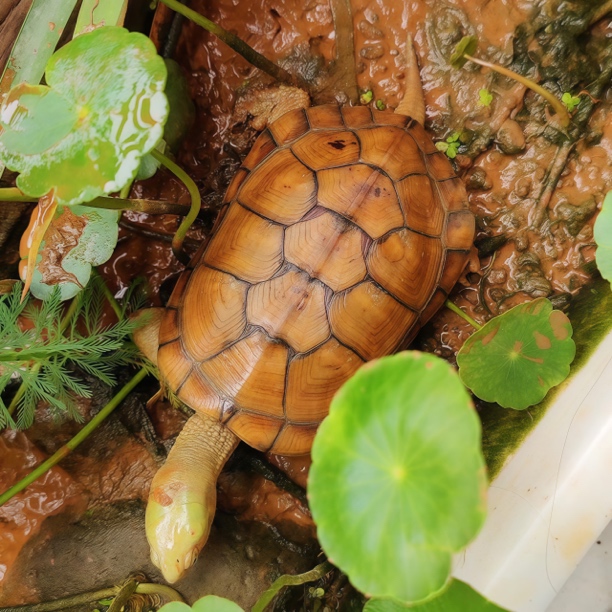 观赏黄喉拟水三黄小青龟人工繁殖默拍发龟粮或龙眼叶