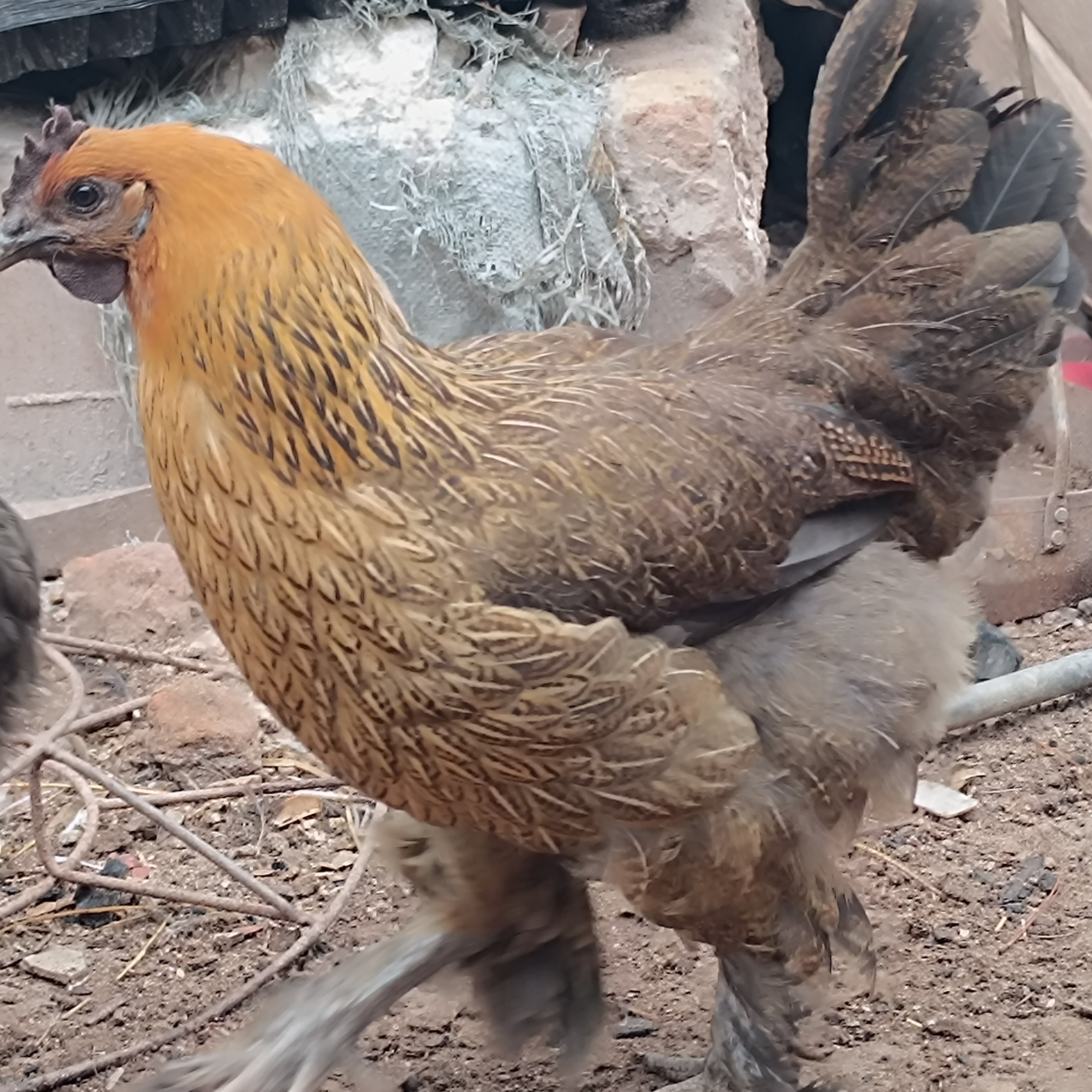 云南无量山乌骨鸡下蛋母鸡黑肉放养1年，毛脚长腿2000克生鲜