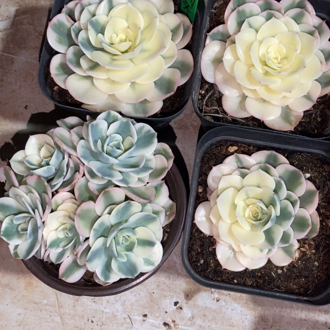【闪购商品】美***啊美好明天
