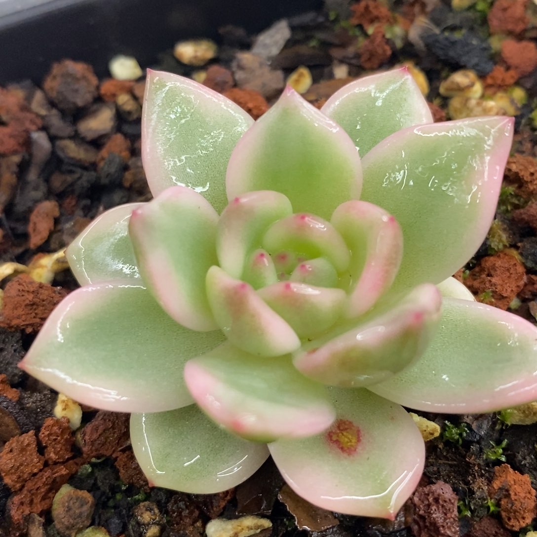 梦露锦 多肉植物
