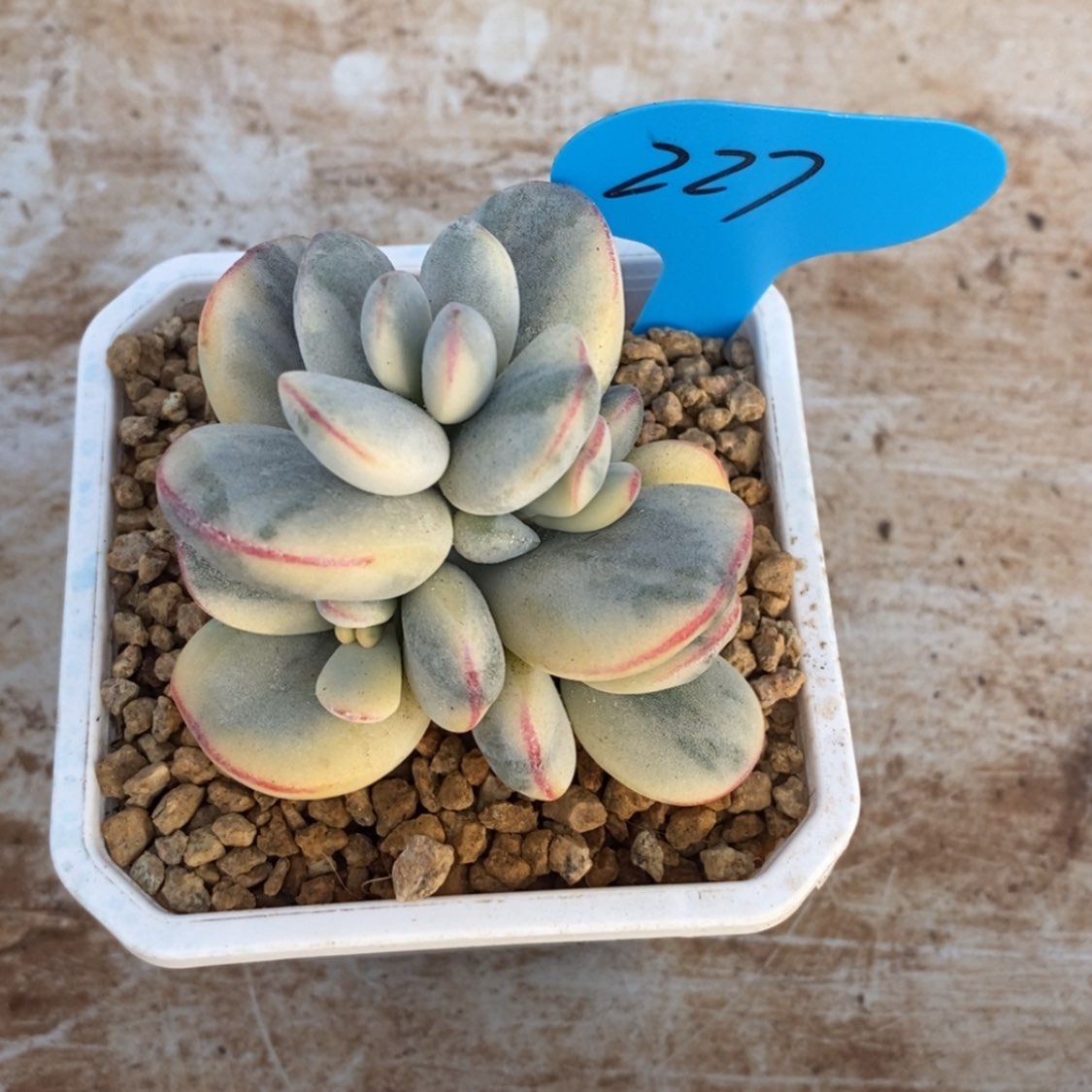 【闪购商品】乔****儿227