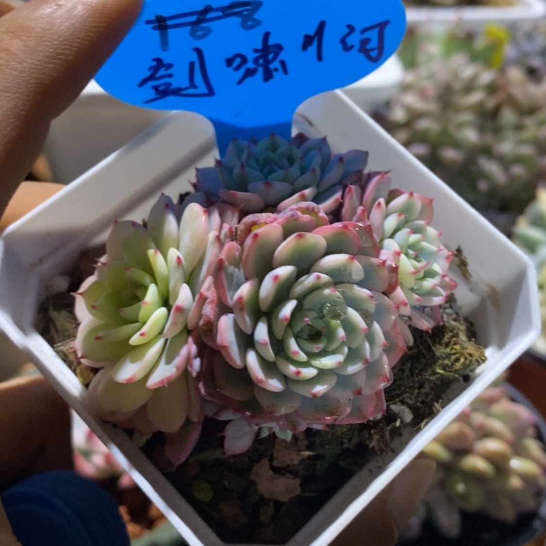 【闪购商品】剑啸川河