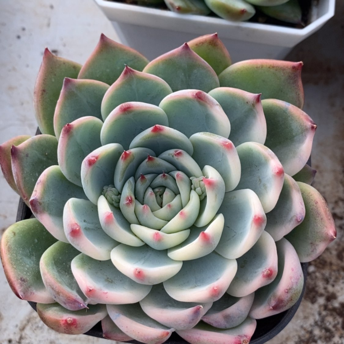 【闪购商品】吉娃娃
