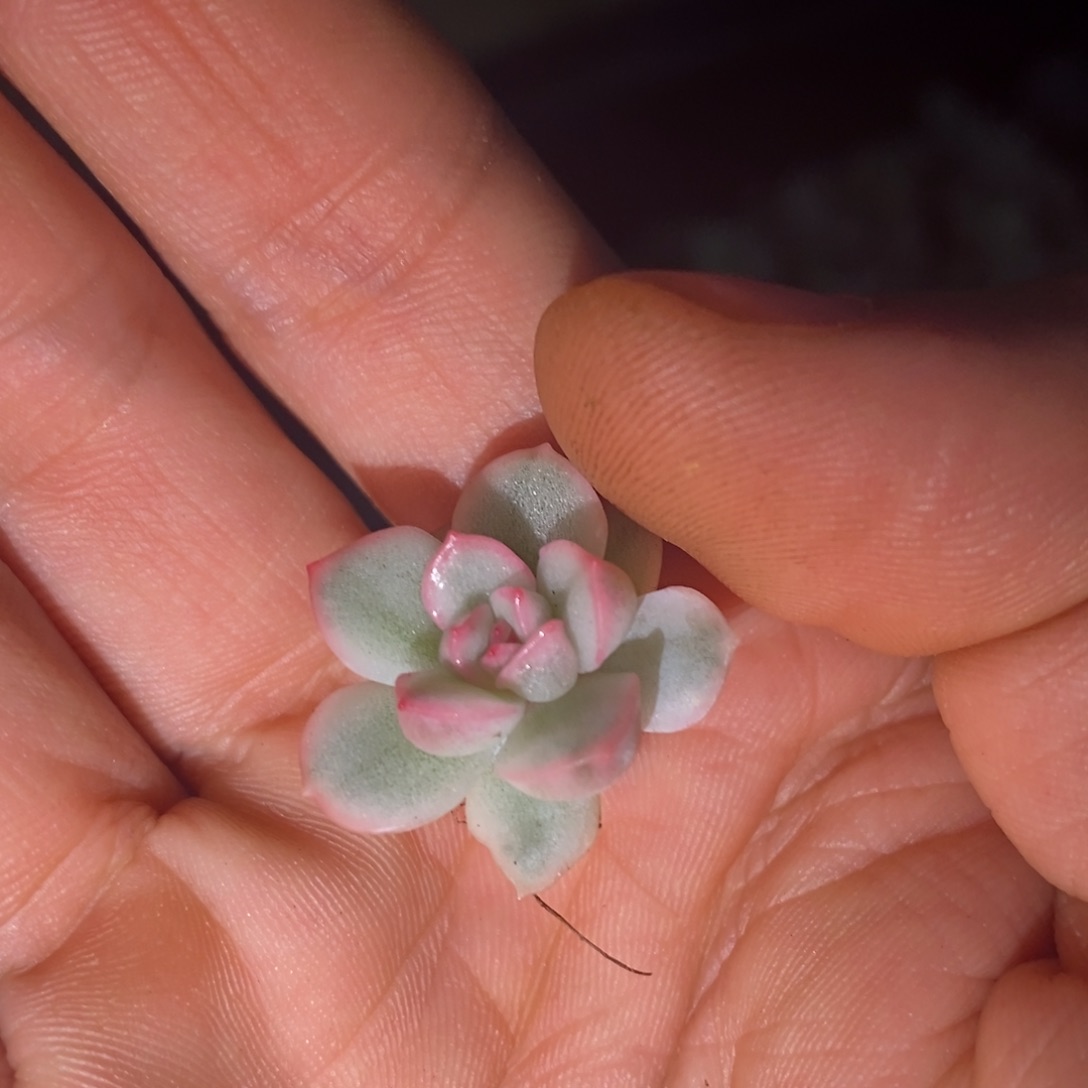 O*ioli多肉植物锦